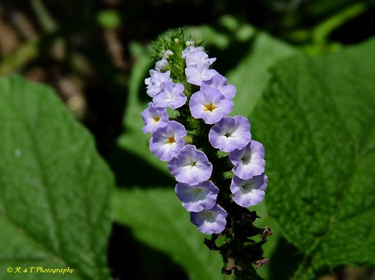 {Heliotropium indicum}